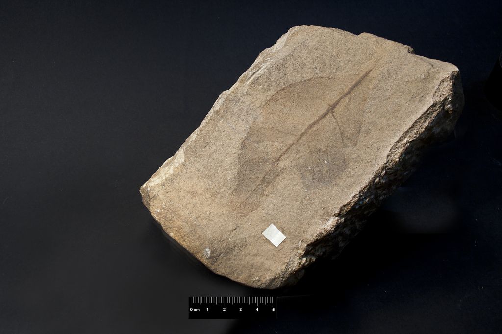 Fossile (frammento di foglia, esemplare)