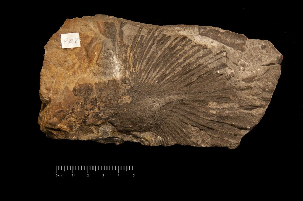 Fossile (frammento di foglia, esemplare)