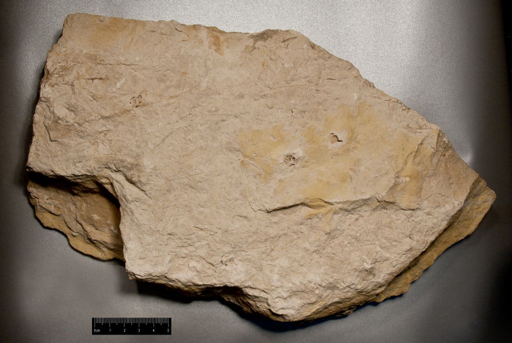 Fossile (calcare lacustre a resti di piante, associazione fossile)