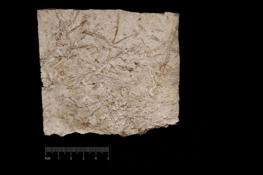 Fossile (vegetali su arenaria, associazione fossile)