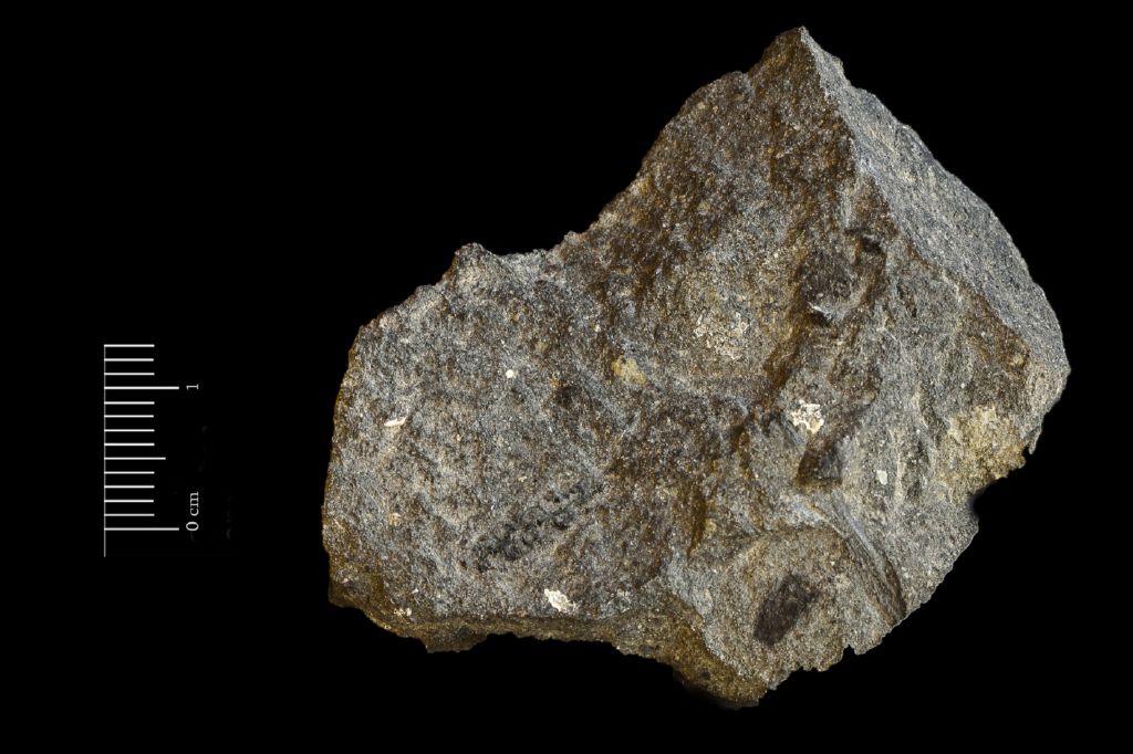 Fossile (scisto nero a resti di piante, esemplare)