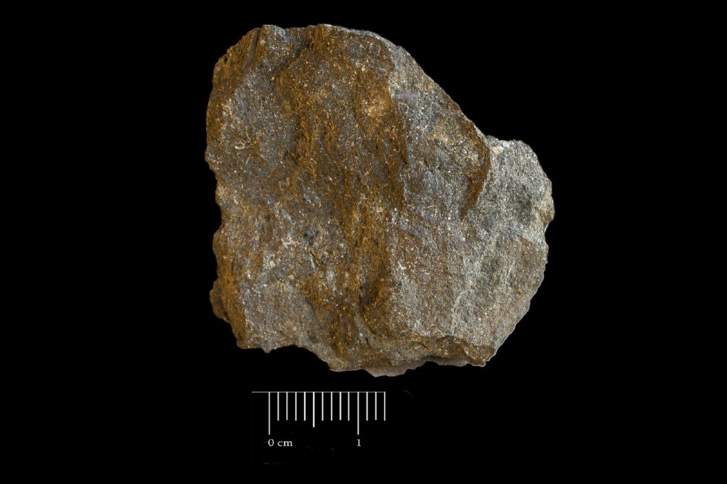 Fossile (scisto nero a resti di piante, esemplare)
