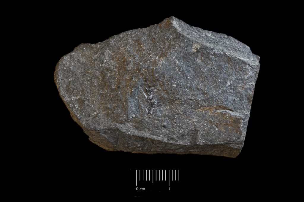 Fossile (scisto nero a resti di piante, esemplare)