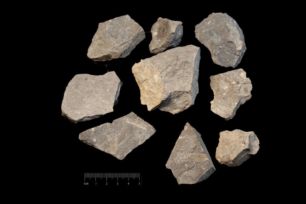 Fossile (scisti neri a resti di piante, insieme)