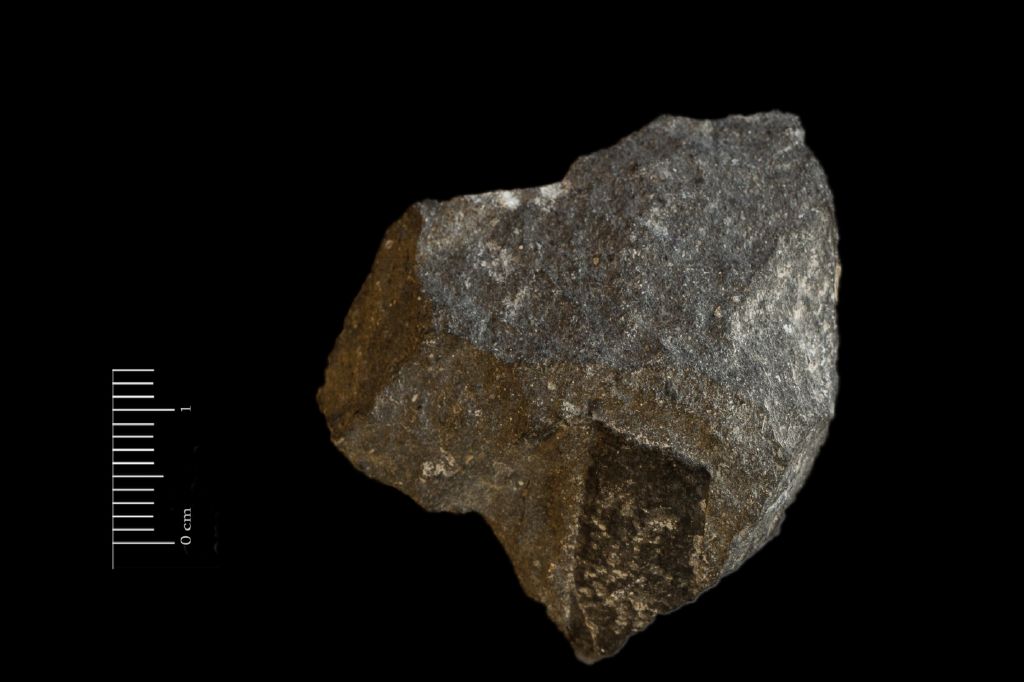 Fossile (scisto nero a resti di piante, esemplare)
