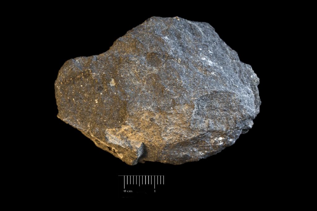 Fossile (scisto nero a resti di piante, esemplare)