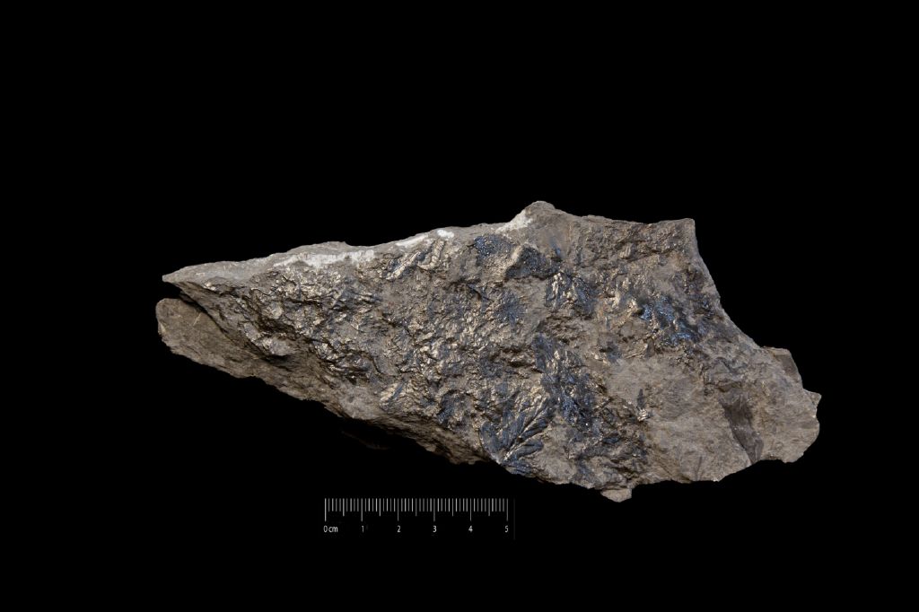 Fossile (scisto con resti di piante, associazione fossile)