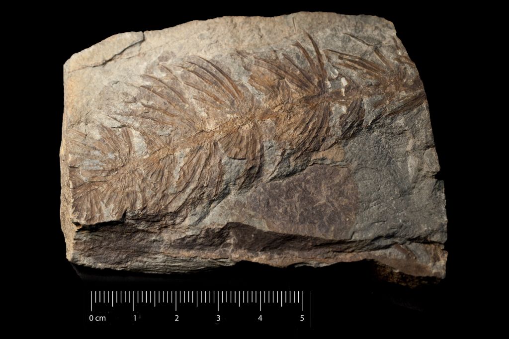 Fossile (scisto con annularia, esemplare)