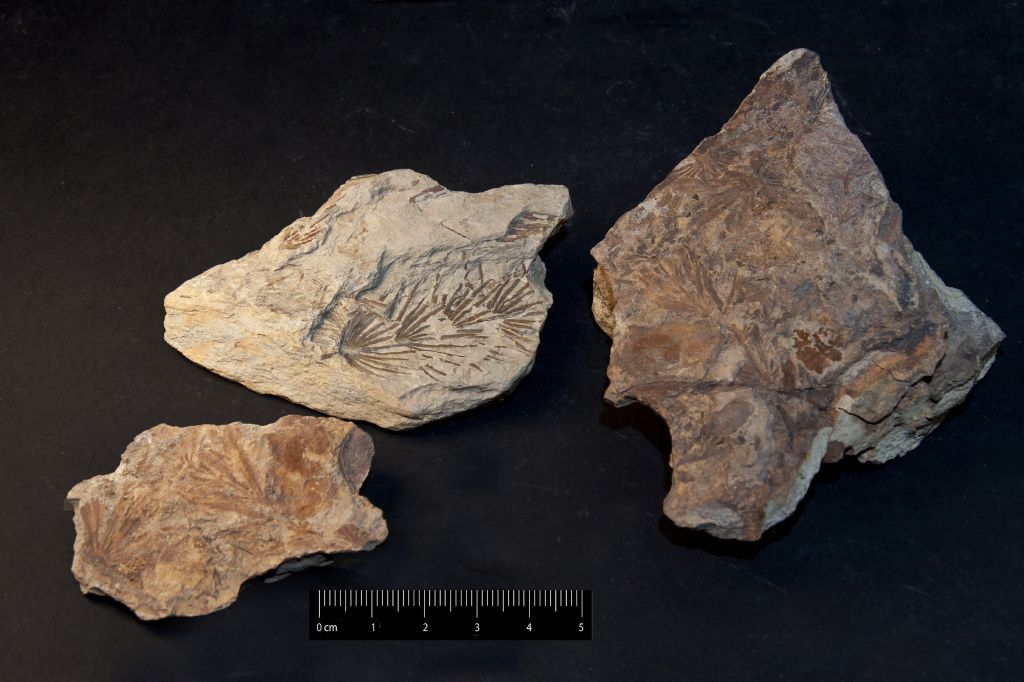 Fossile (frammento di ramo, serie)