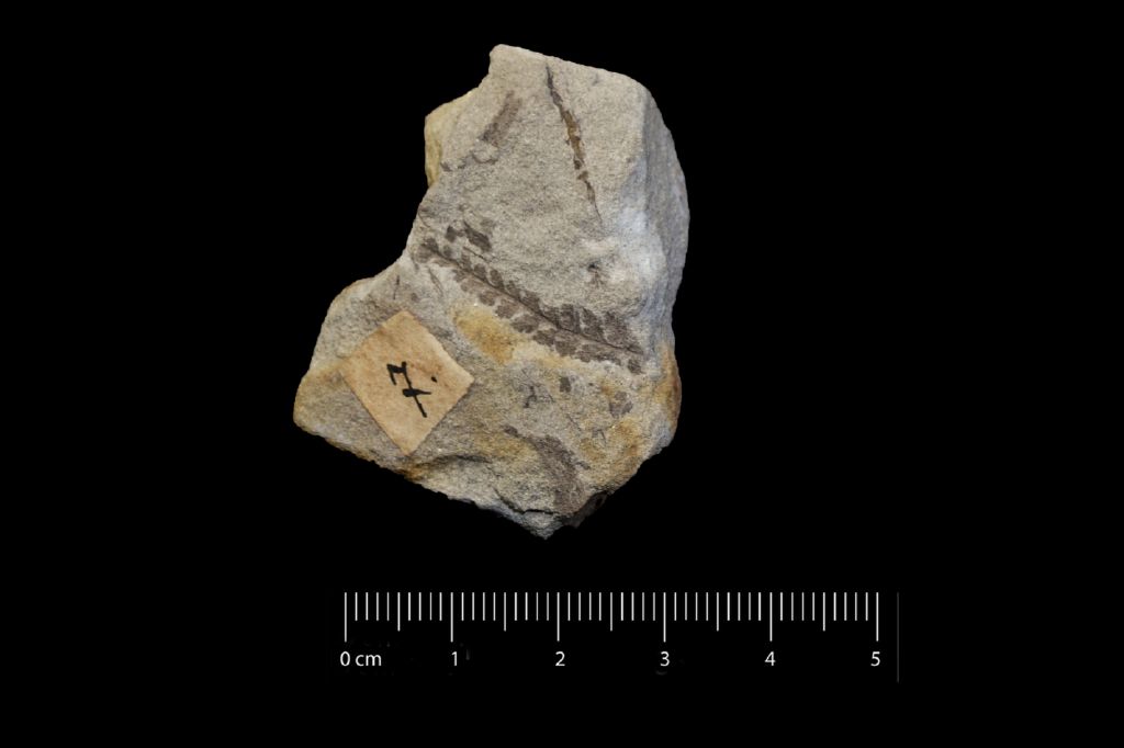 Fossile (frammento di foglia di felce, esemplare)