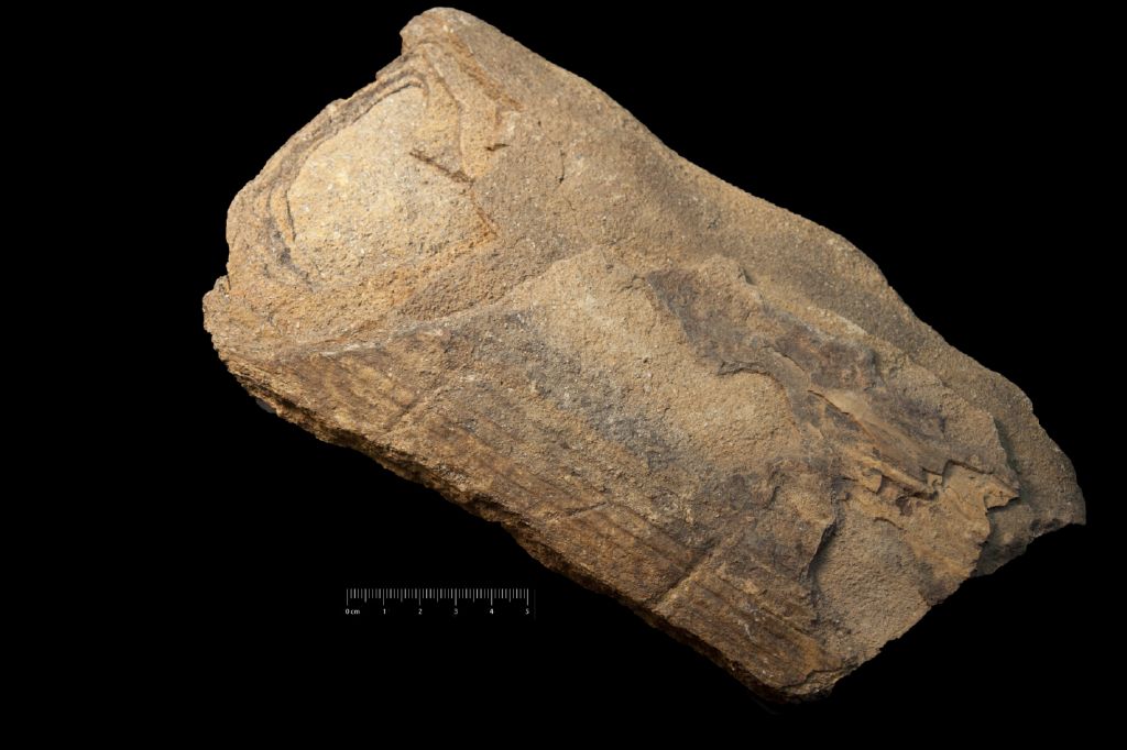 Fossile (impronta di cavità midollare, esemplare)