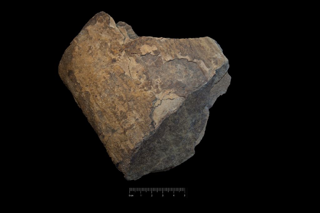 Fossile (impronta di cavità midollare, esemplare)