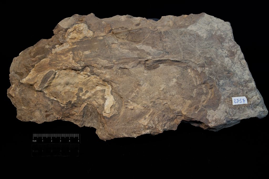 Fossile (impronta di cavità midollare, esemplare)