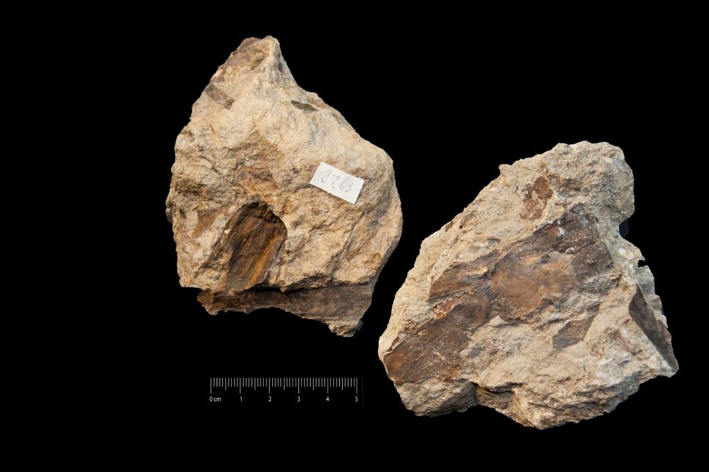 Fossile (impronta di ramo, esemplare)