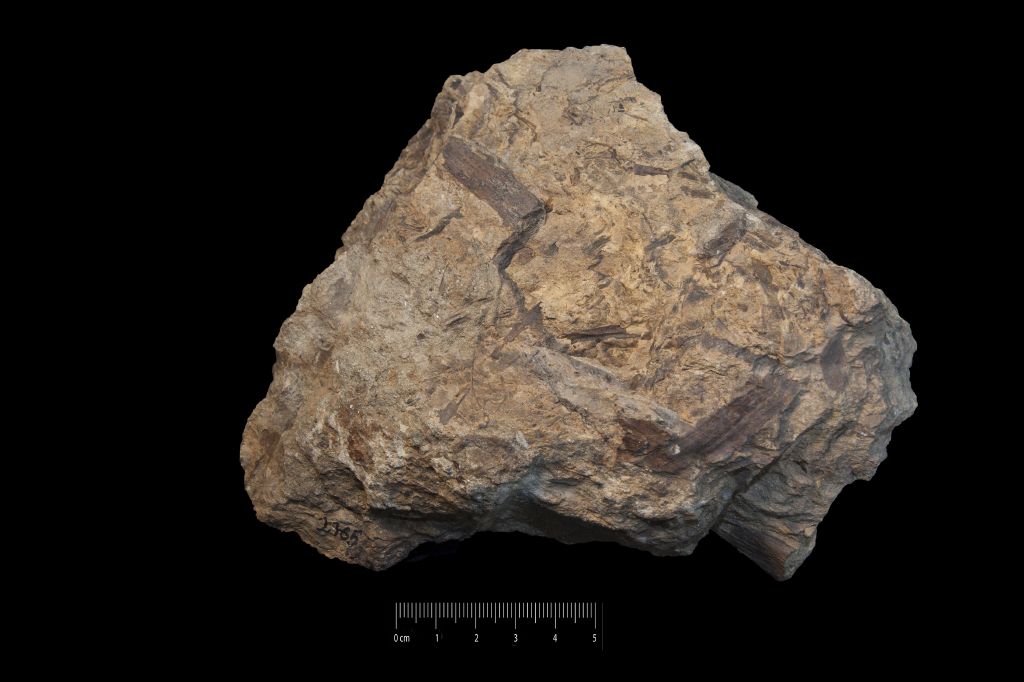 Fossile (frammento di fronda, esemplare)
