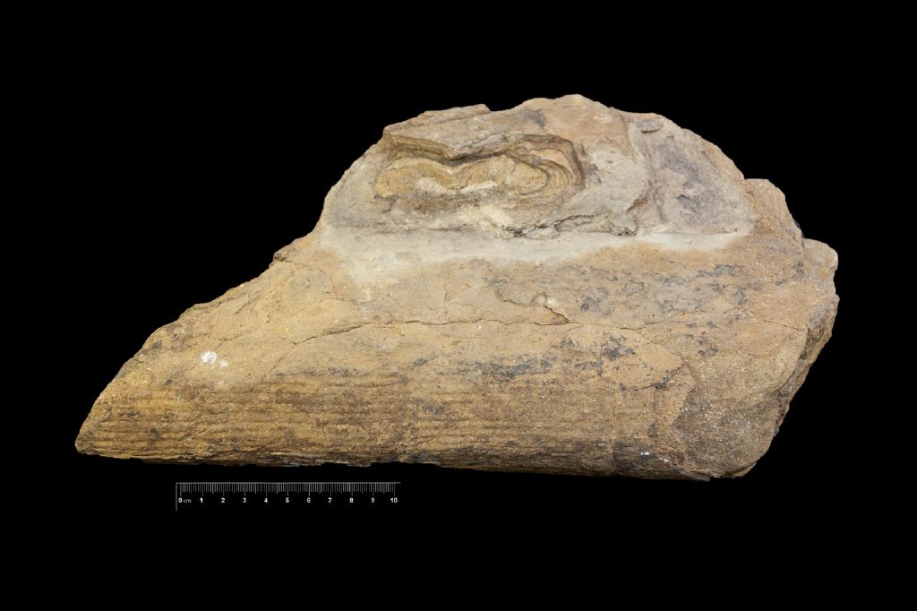 Fossile (impronta di cavità midollare, esemplare)