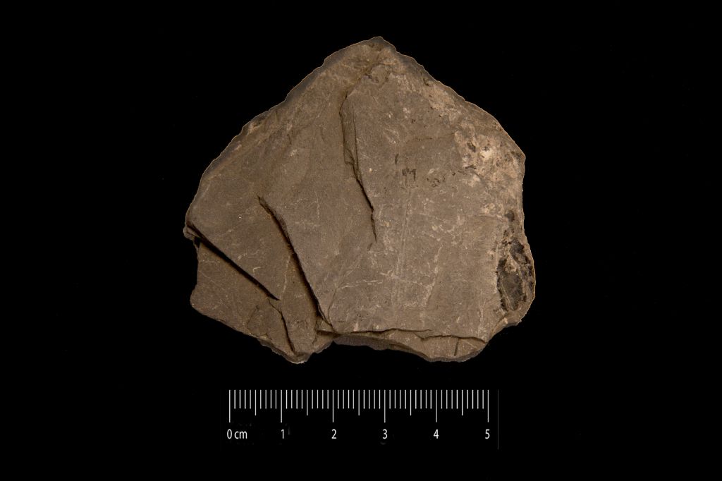 Campione non identificato (resti fossili indeterminati, esemplare)