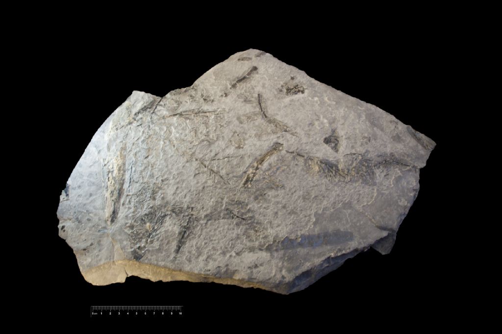 Fossile (frammenti di ramo, serie)