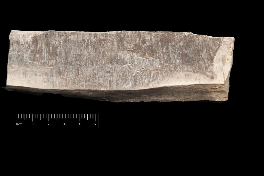 Fossile (legno fossile, esemplare)