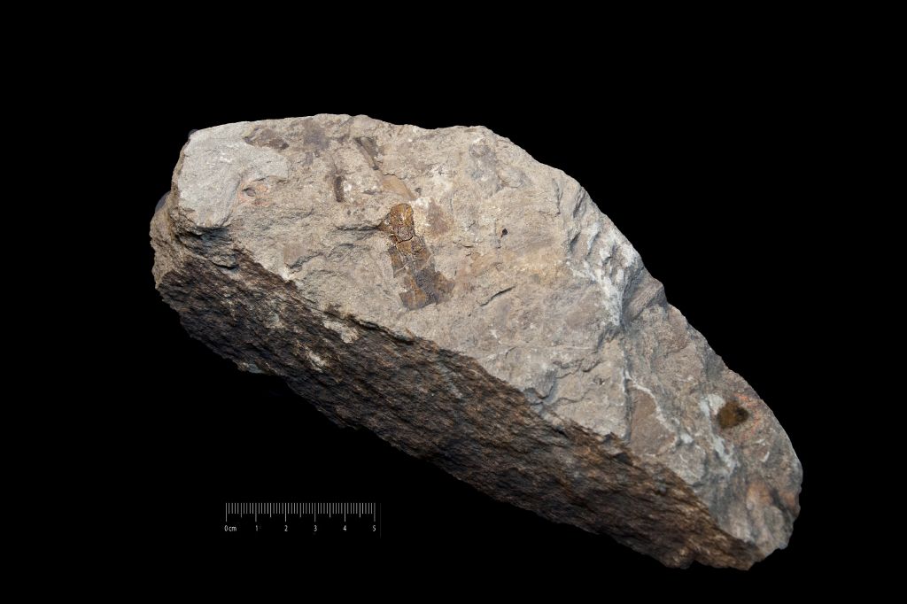 Fossile (resti di organismi vegetali, associazione fossile)