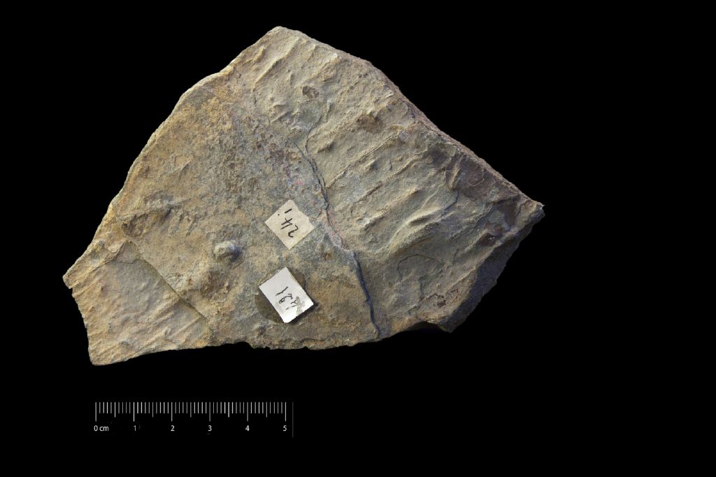 Fossile (organi fruttiferi, insieme)