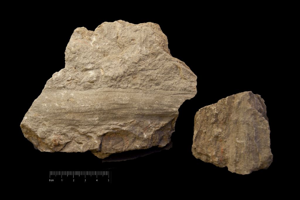 Fossile (resti di organismi vegetali, associazione fossile)