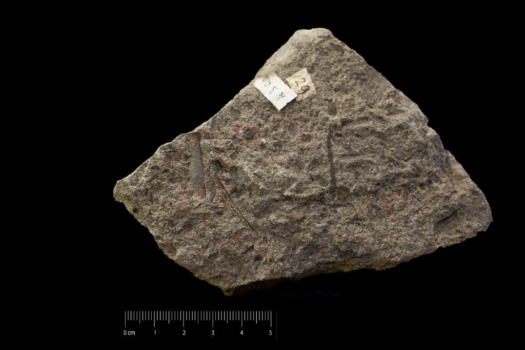 Fossile (semi, insieme)