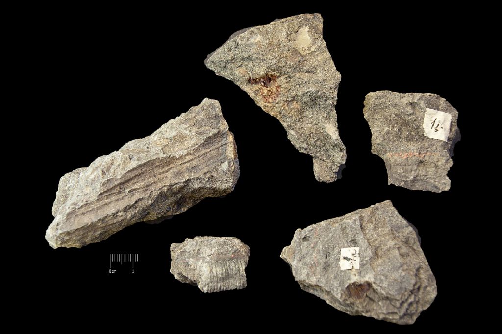 Fossile (resti vegetali, associazione fossile)