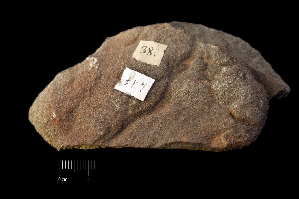 Fossile (resti di organismi vegetali, esemplare)