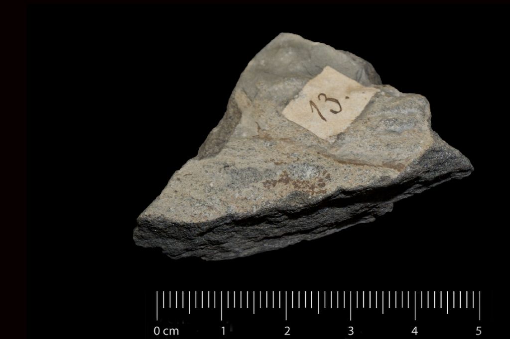 Fossile (semi, esemplare)