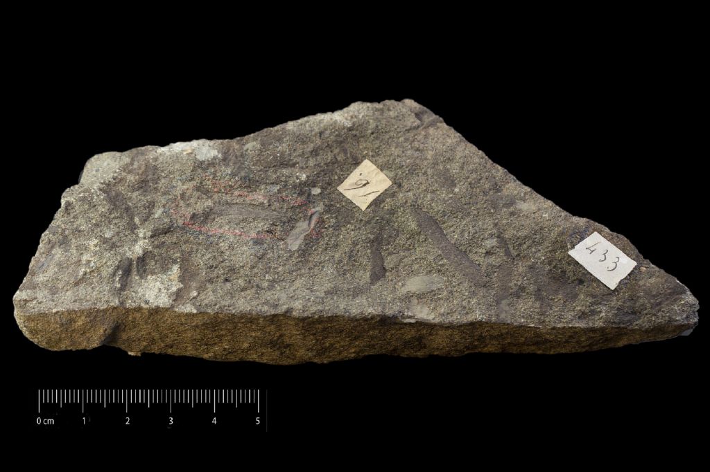 Fossile (resti di organismi vegetali, associazione fossile)
