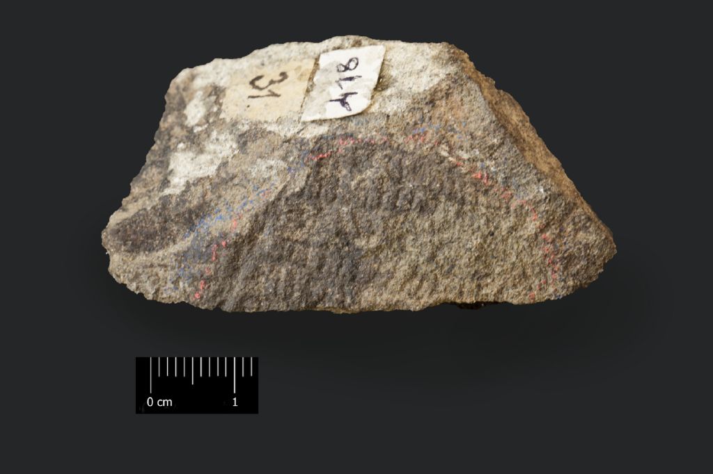 Fossile (resti di organismi vegetali, esemplare)