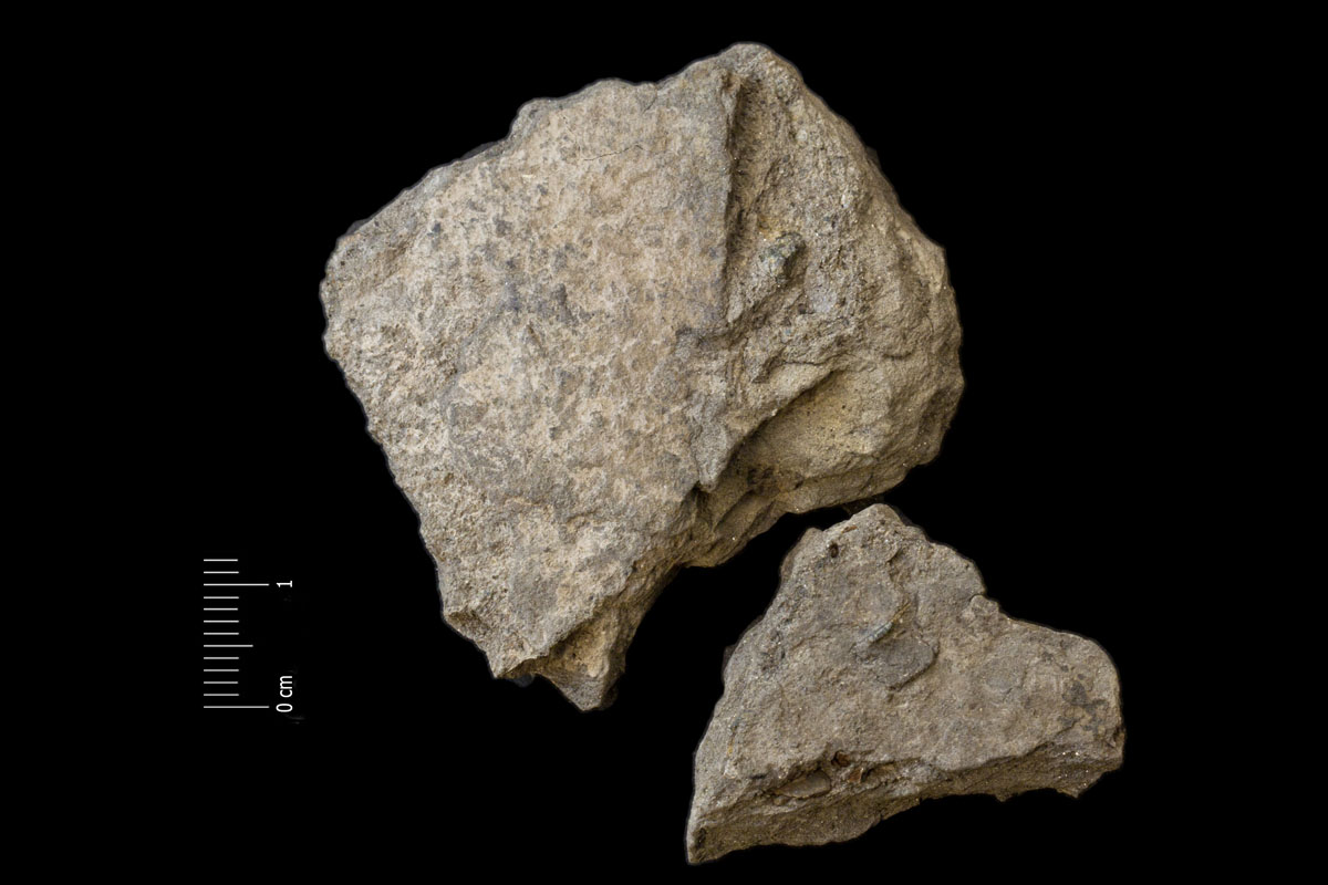 Fossile (resti di organismi vegetali, esemplare)