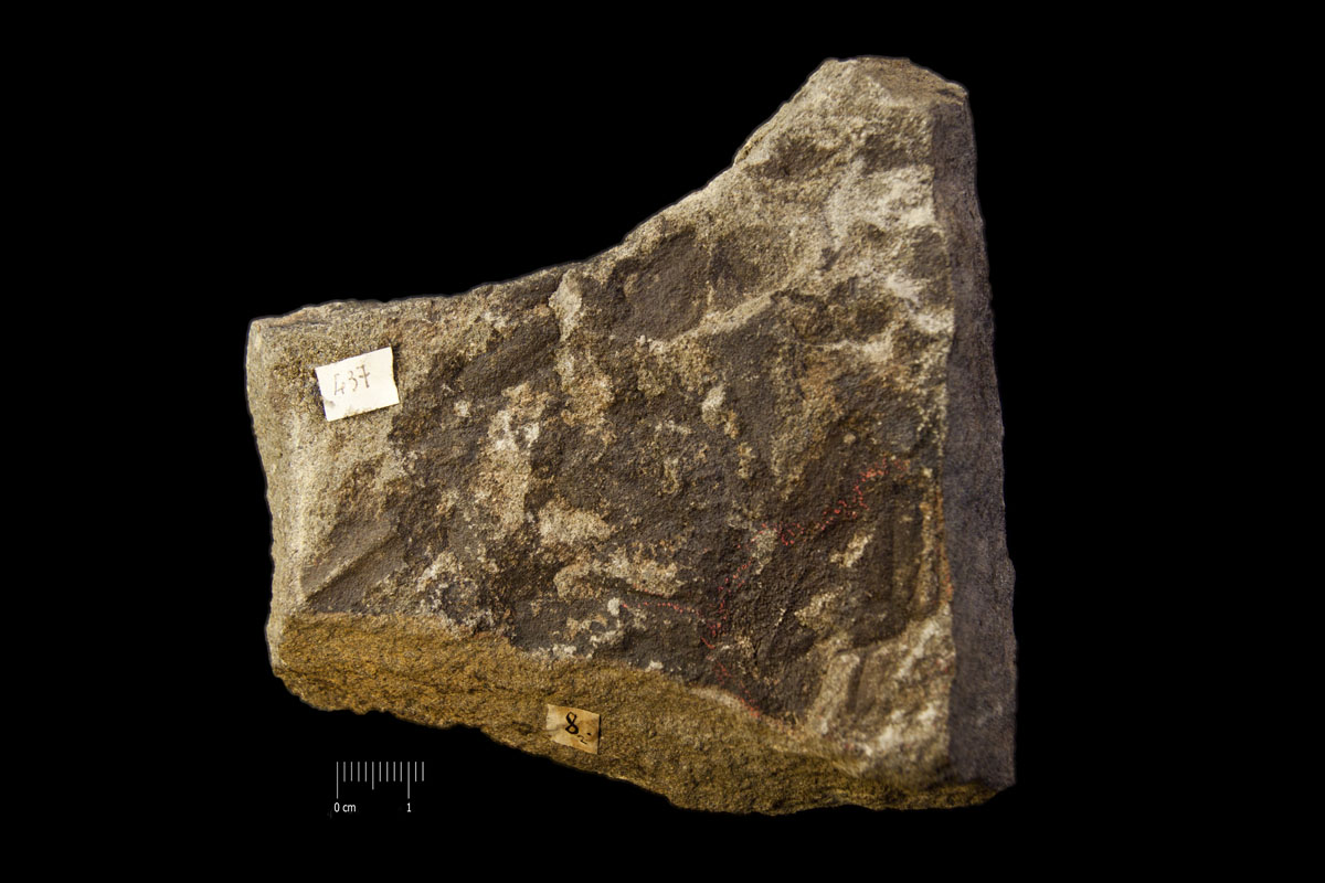 Fossile (resti di organismi vegetali, associazione fossile)