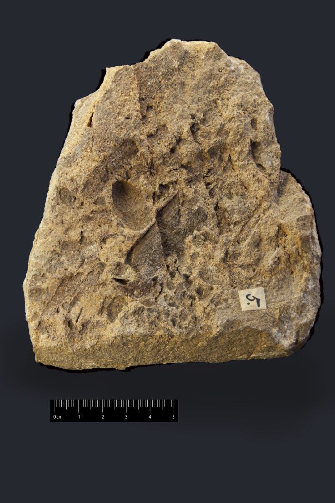 Fossile (frammenti di foglia e frutti, insieme)