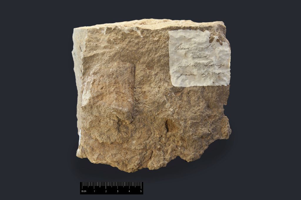 Fossile (frammento di fusto, esemplare)