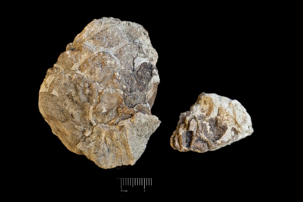 Fossile (pigna, esemplare)