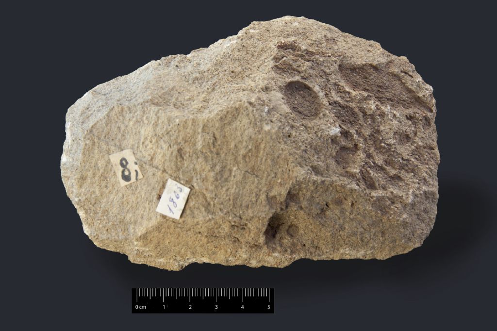 Fossile (impronte di sabal, esemplare)