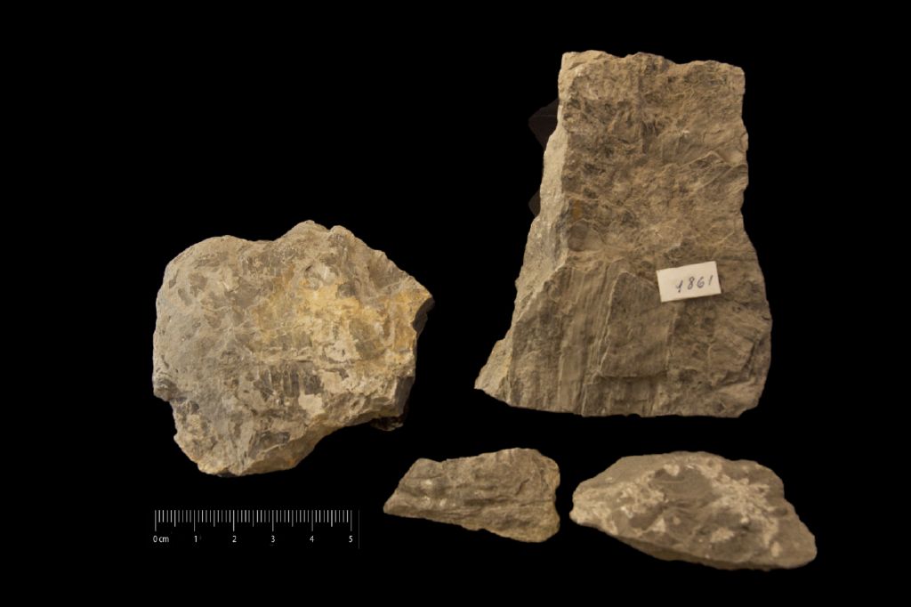 Fossile (frammenti di foglia e frutti, associazione fossile)