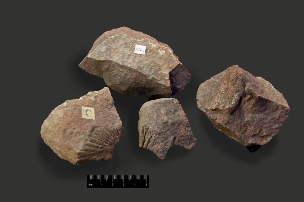 Fossile (impronte di sabal, esemplare)