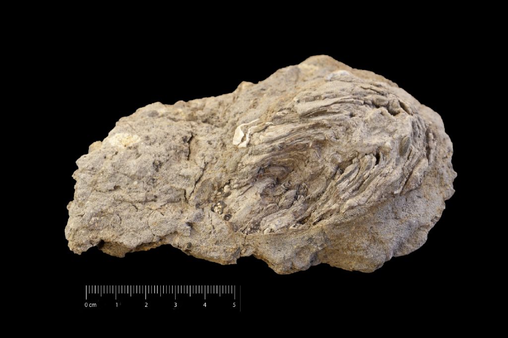 Fossile (pigna, esemplare)