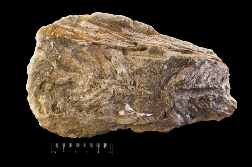 Fossile (pigna, esemplare)