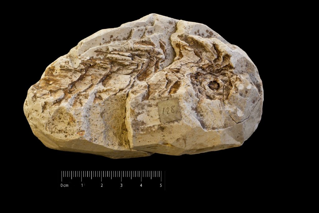 Fossile (pigna, esemplare)
