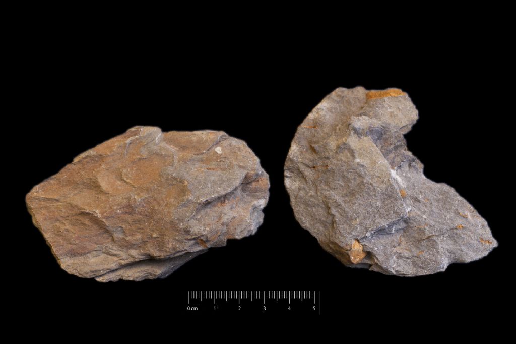 Fossile (invertebrato, associazione fossile)