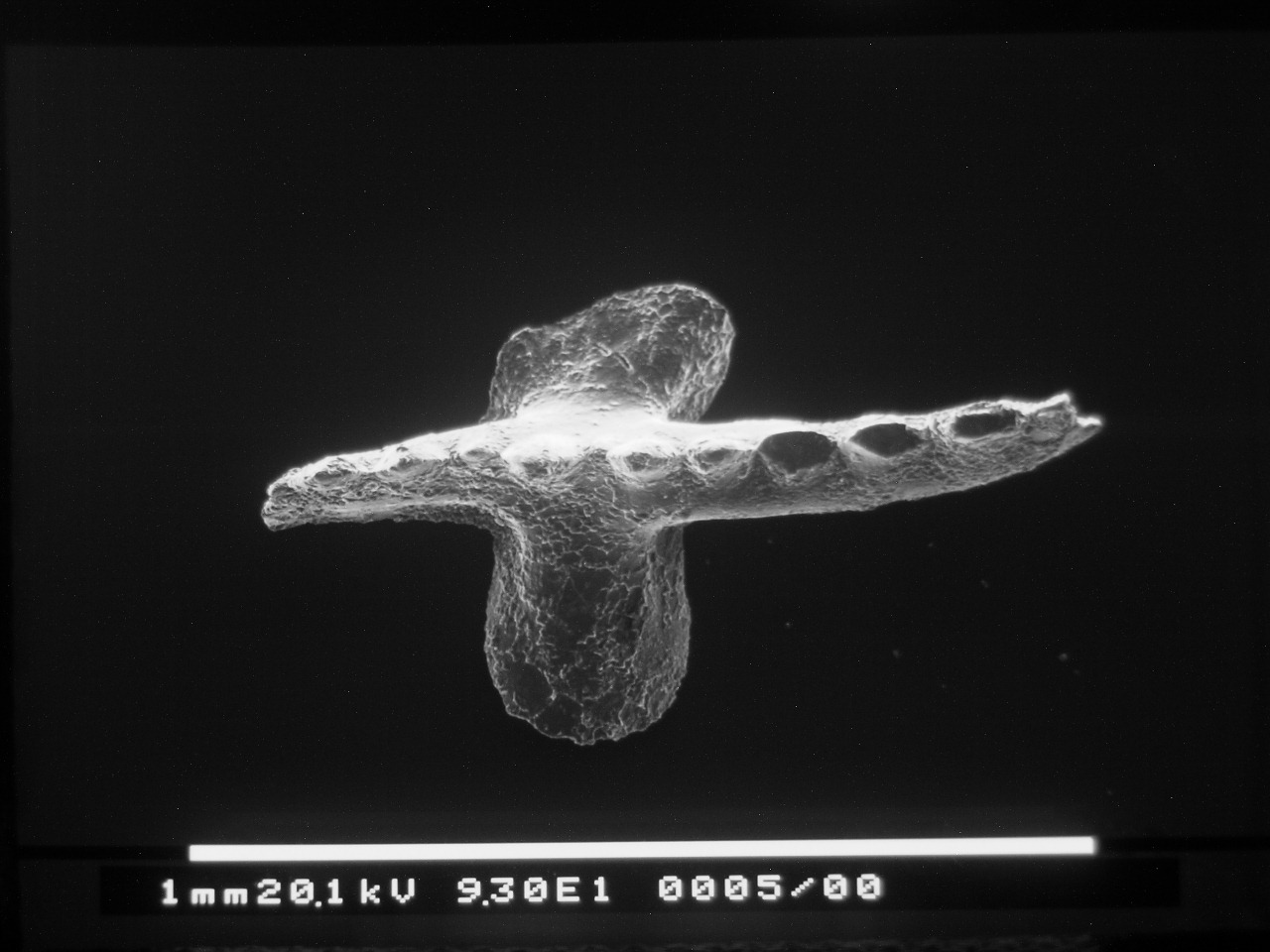 Preparato per microscopio (fossile- conodonte, esemplare)