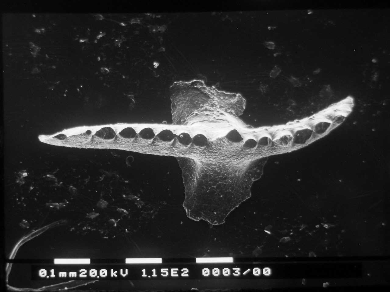 Preparato per microscopio (fossile, conodonte, esemplare)