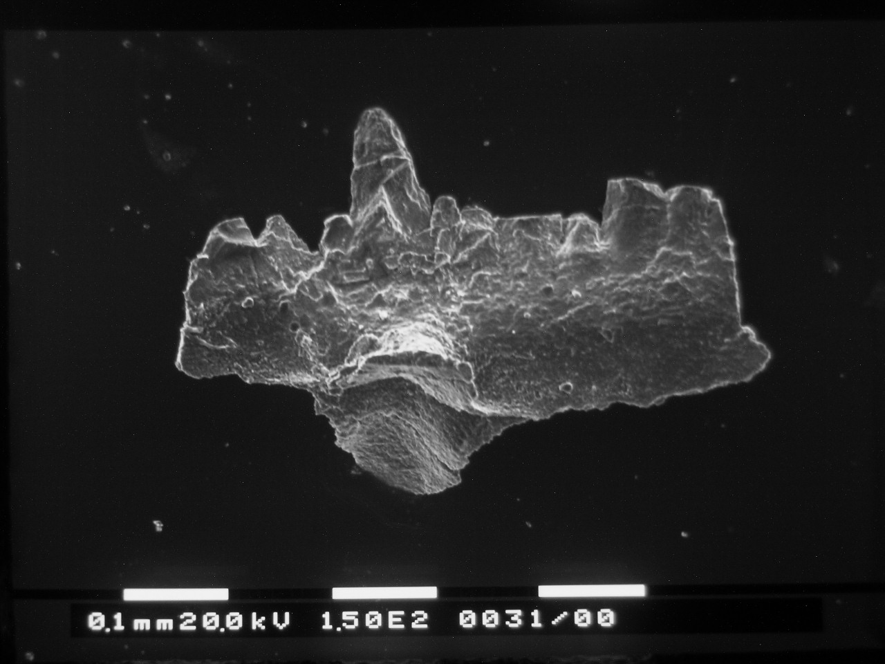 Preparato per microscopio (fossile, conodonte, esemplare)