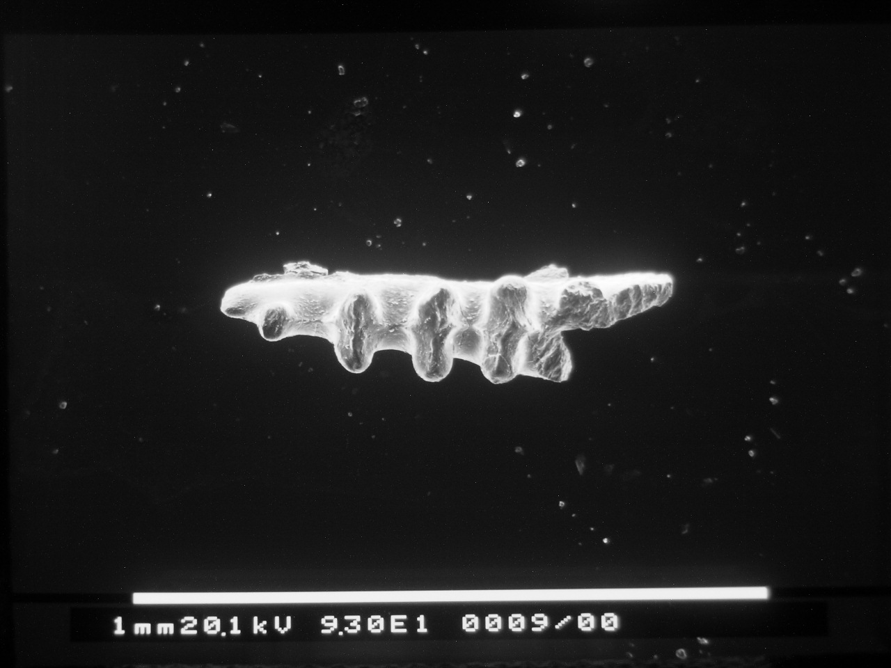 Preparato per microscopio (fossile, esemplare)