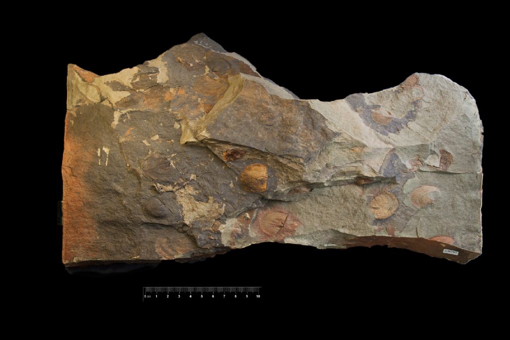 Fossile (invertebrato, associazione fossile)