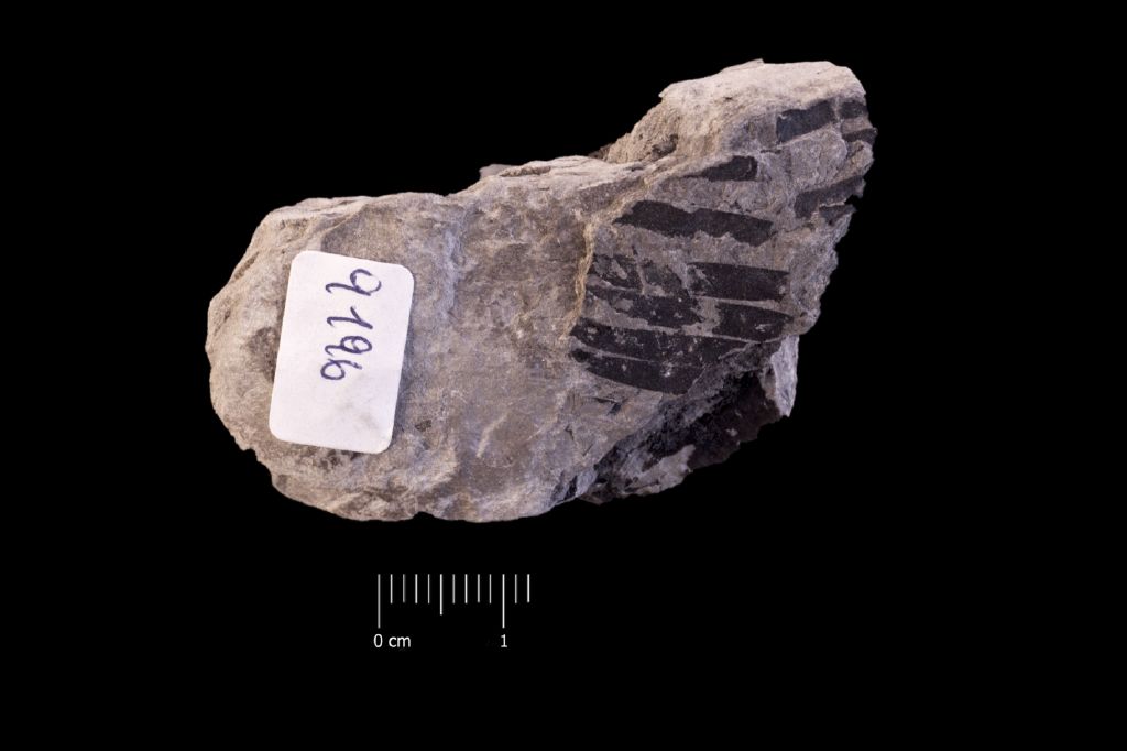 Fossile (frammento di foglia allungata, esemplare)